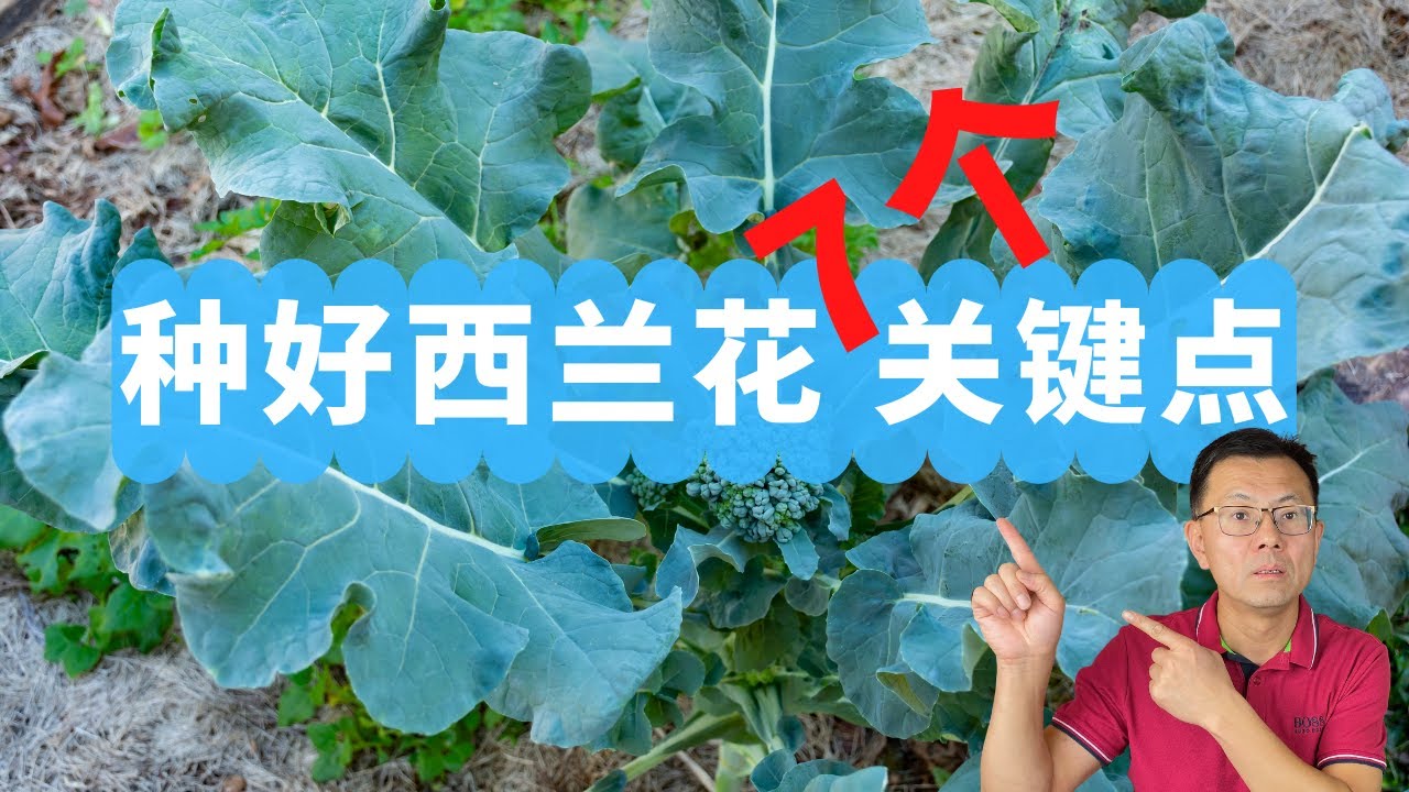 种好西兰花的7个关键点：时间，品种，施肥，浇水，实现高产