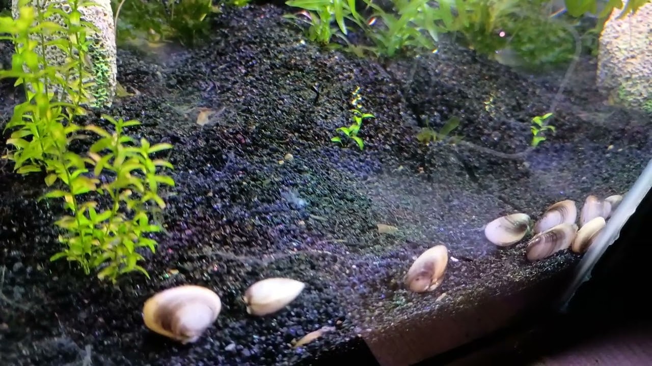 Fresh water clams