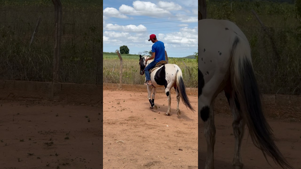Cavalo de r&eacute;deas #horse #cavalo #pecuarista #cavalos #fazenda