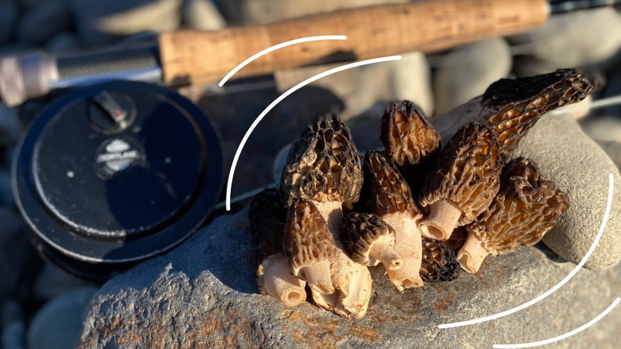Salmon Flies and Morels- FISHING and FORAGING