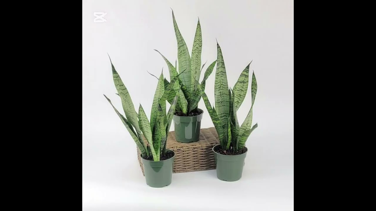 Sansevieria trifasciata (Snake Plant): Does It Really Purify Air and Reduce Stress? #flowers #snake