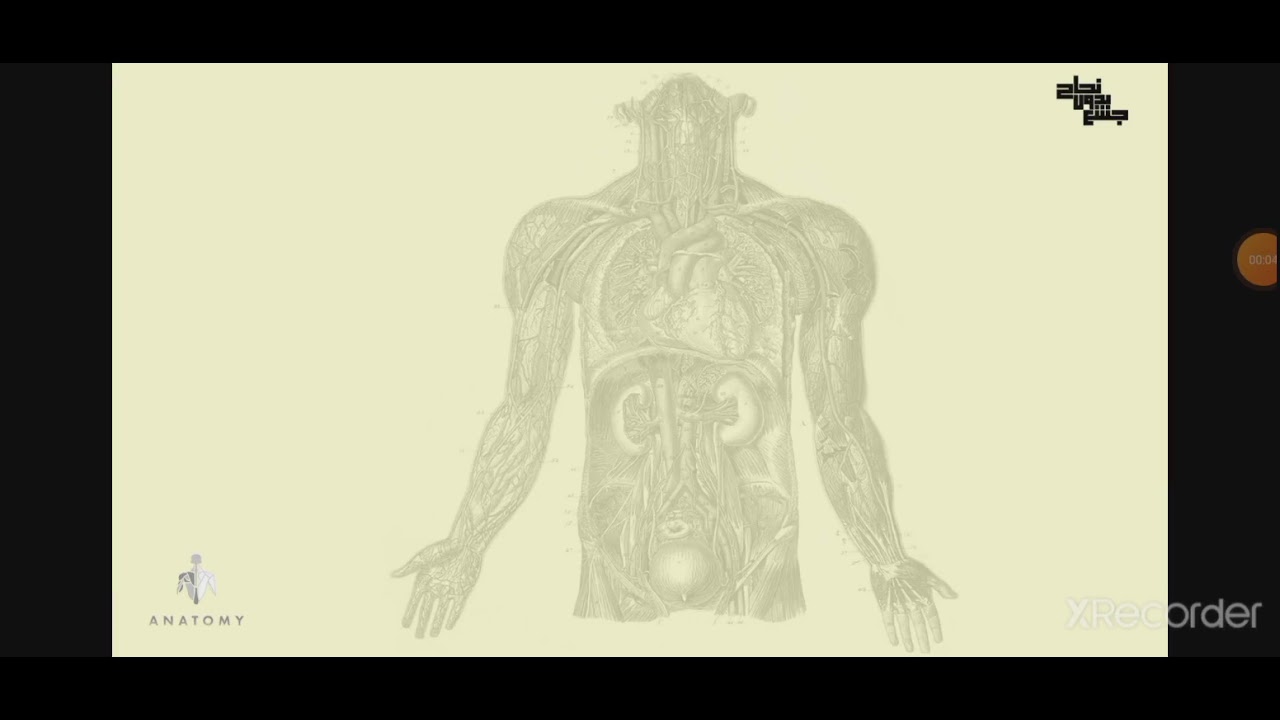 L11, Cerebral meninges and CSF, Anatomy