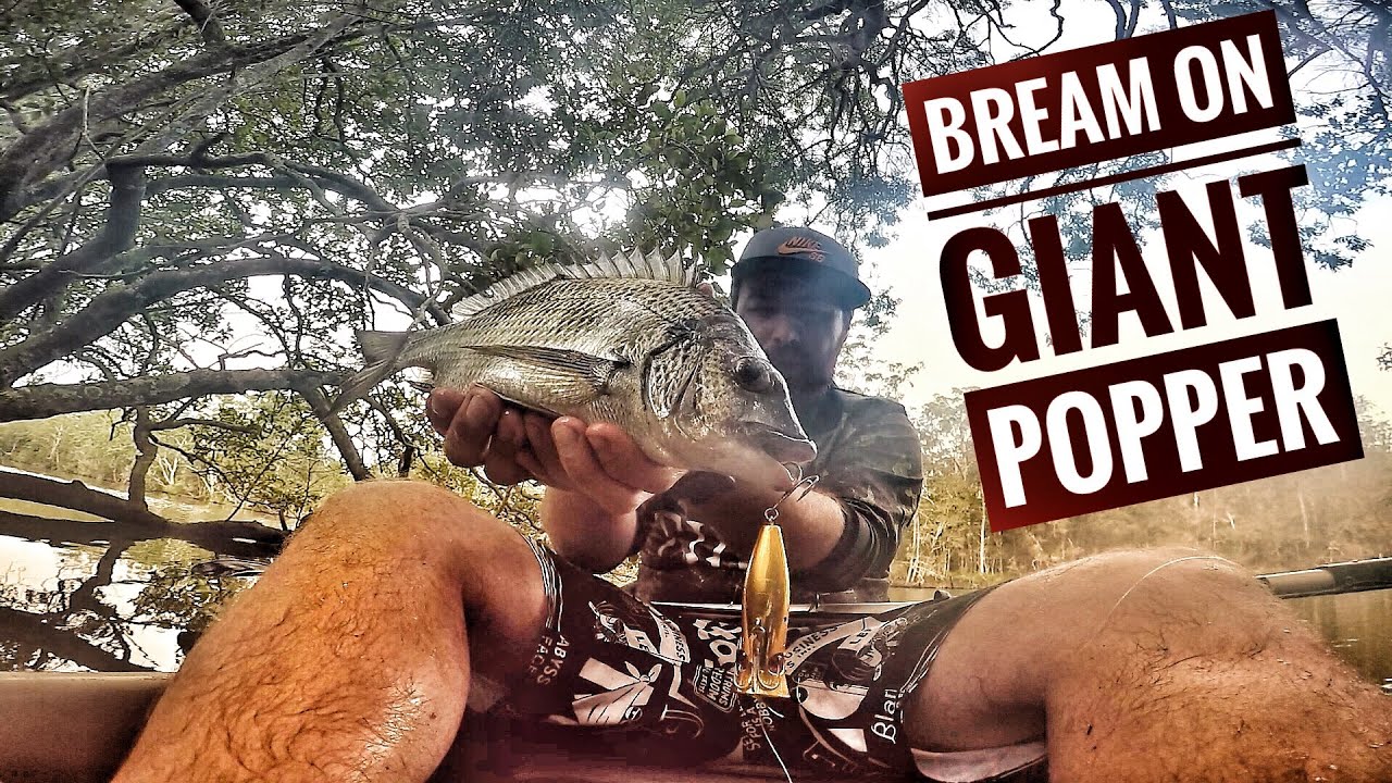 kayak fishing for bream on a halco roosta popper