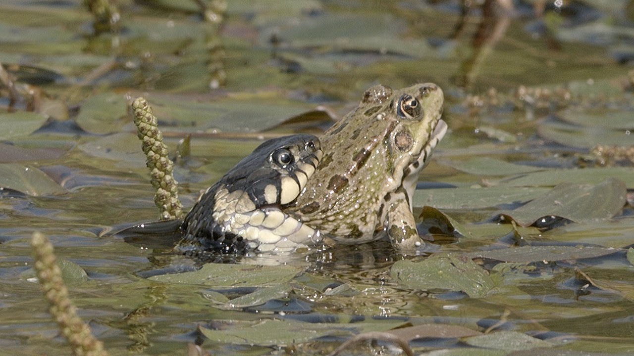 Big grass snake catching a frog / Culebra de collar grande atrapando una rana