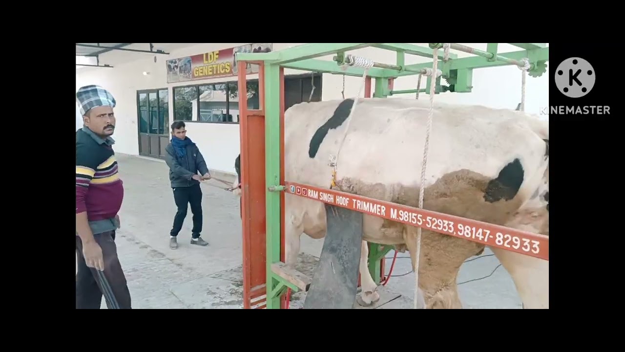 Lakshmi Dairy Farm near Jalalabad, Ram Singh Hoof trimmer kila Hans (9814782933,. 28-11-2025