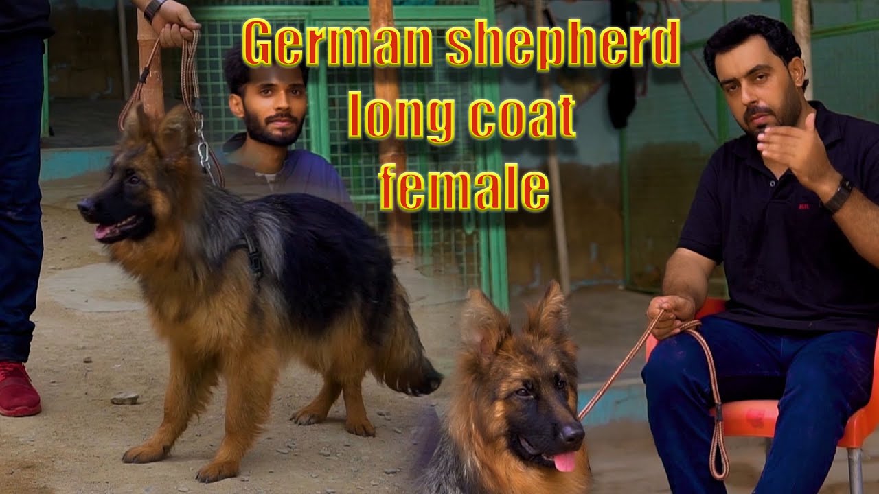 Long coat German shepherd female (Asad Brohi vlog)