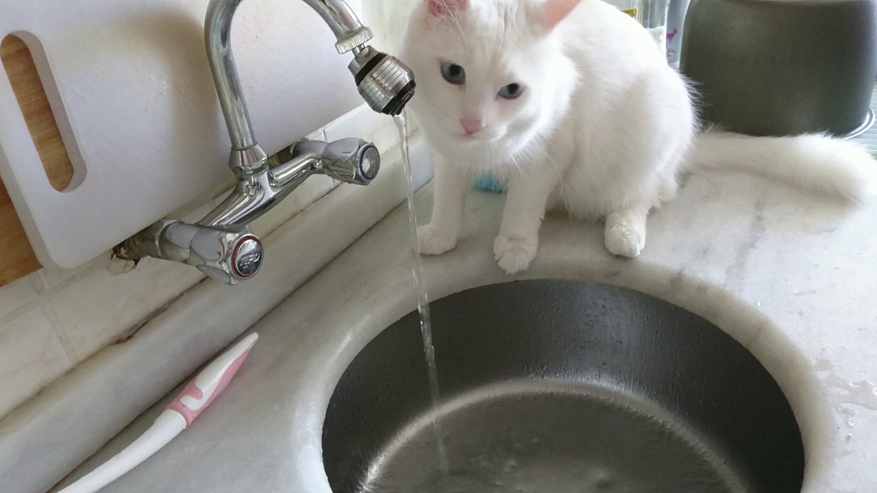Musluktan su içen kedi #Vankedisi