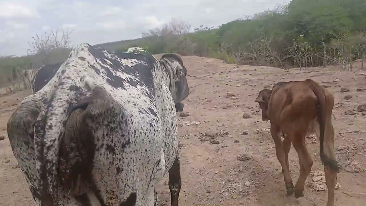 Achei as vacas que estavam sumidas