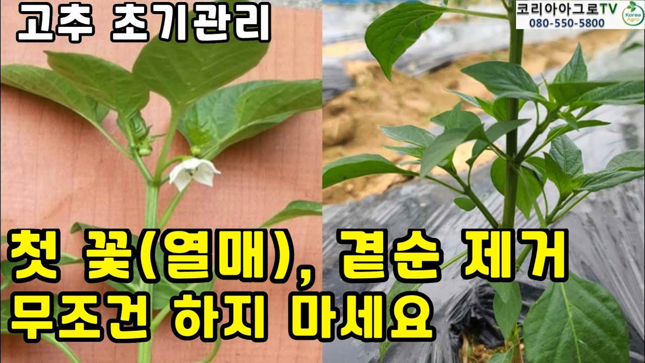 고추 방아다리 꽃(열매), 곁순 제거 무조건 하지 마세요.