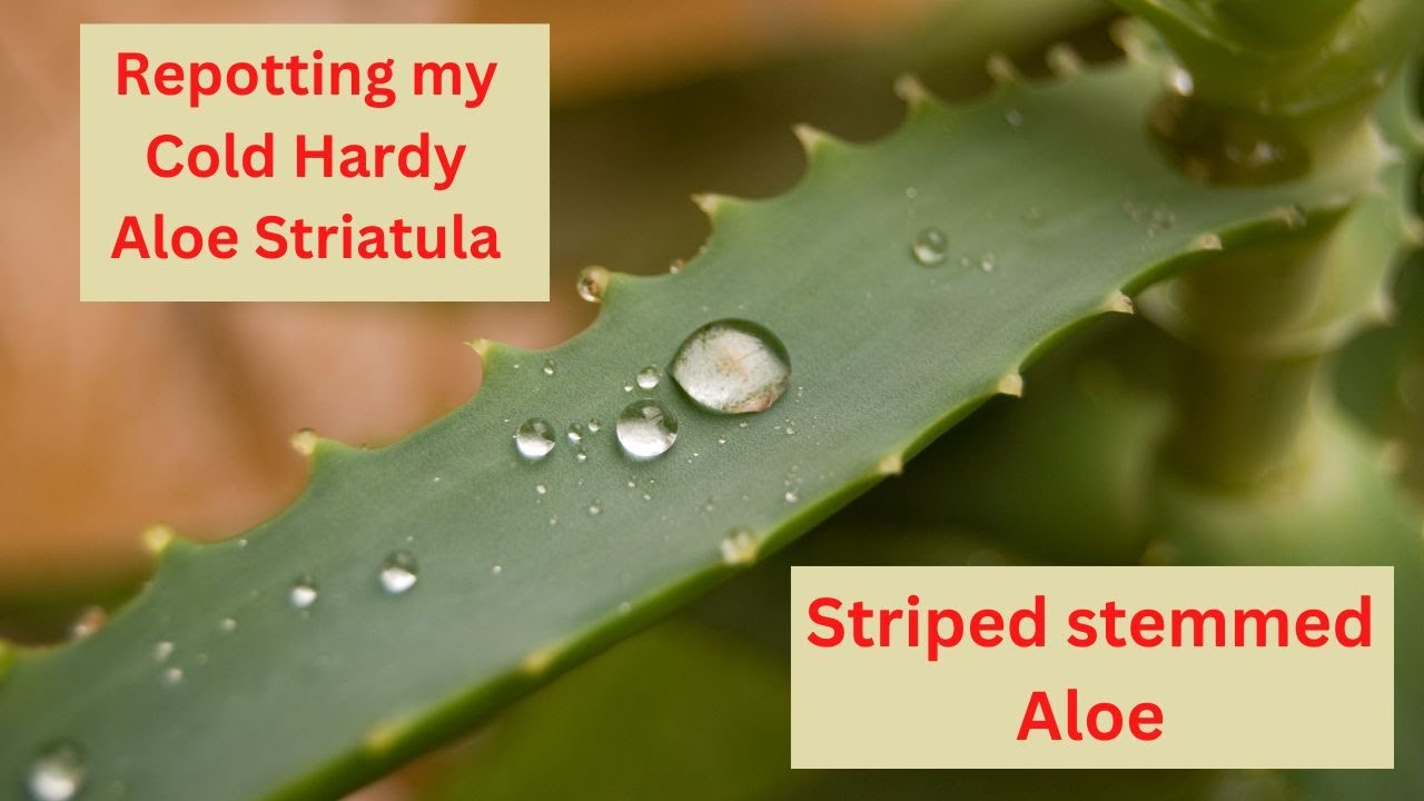 Repotting my Cold Hardy Aloe striatula | striped-stemmed Aloe & Care Tips 