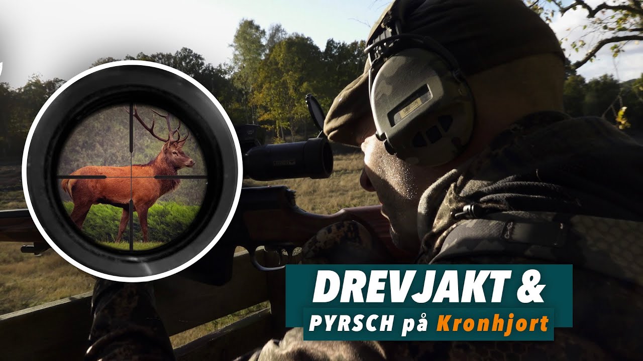 Drevjakt & Kronpyrsch - 2 kron och 1 dov på en dag!