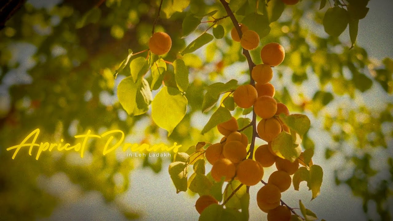 Apricots in Ladakh | Chuli Farming, Harvest, & Amazing Apricot Blossom Festival 2025 #ladakh