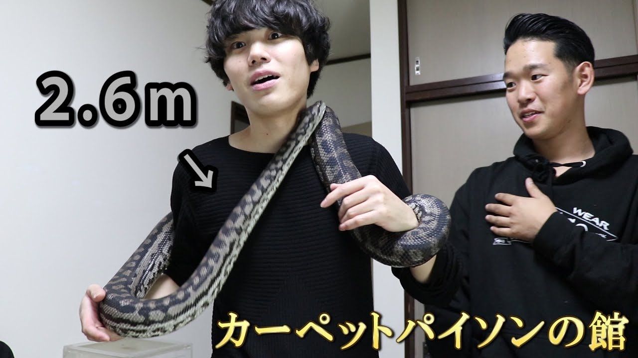カーペットパイソンに取り憑かれた男の館に潜入！part1~大蛇編~