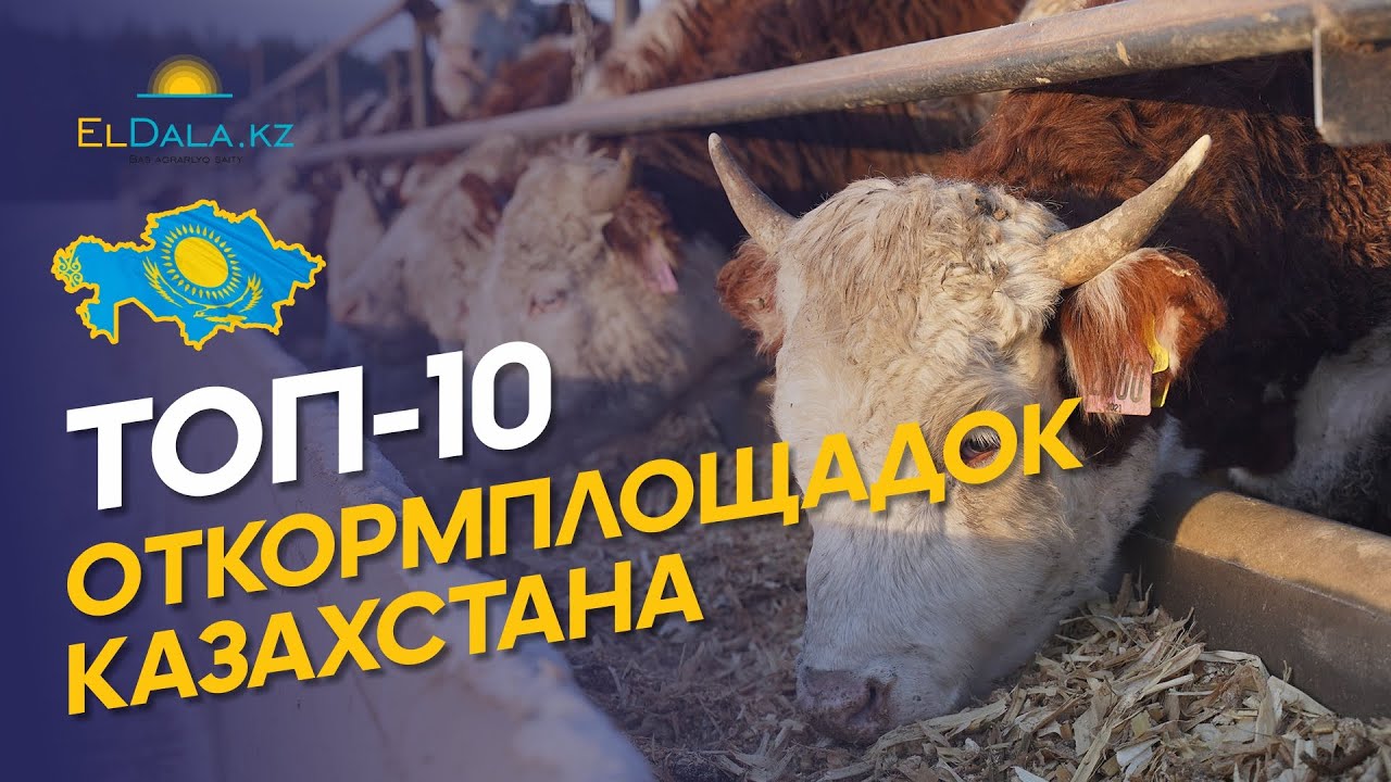 Самые крупные откормплощадки КРС в Казахстане