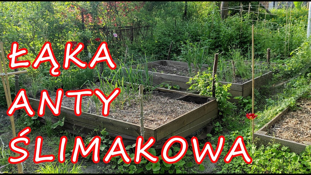 eko sposoby na ślimaki 4 - łąka antyślimakowa