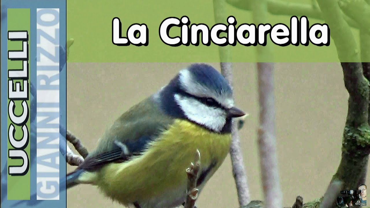 La Cinciarella ( Cyanistes caeruleus )