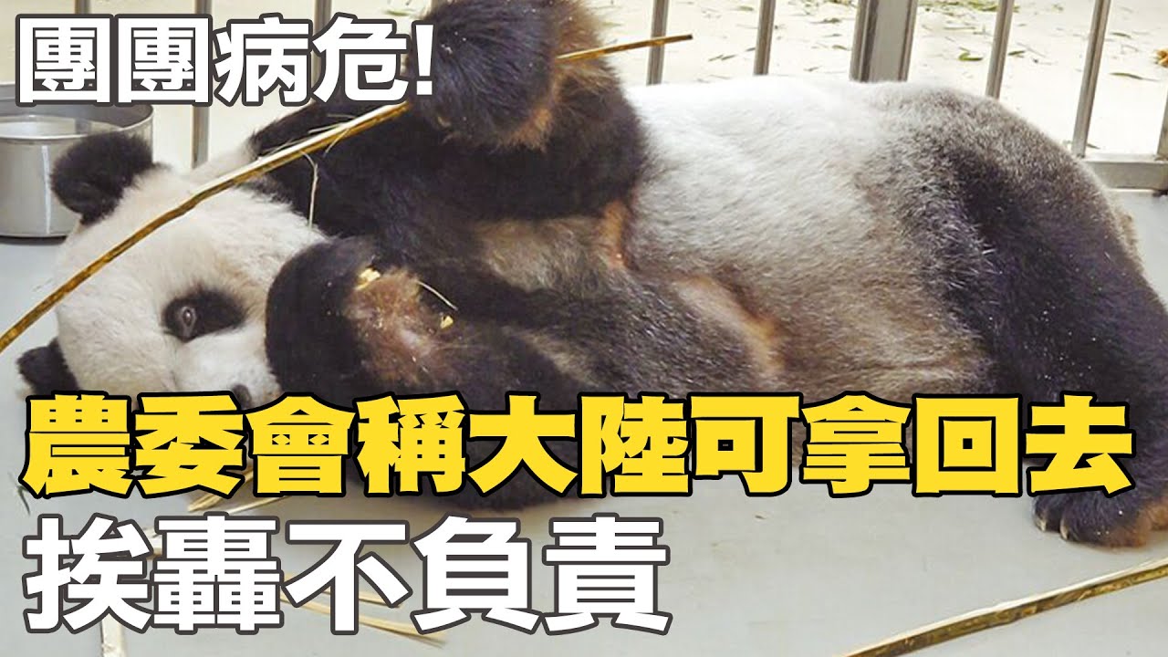 【每日必看】團團病危!農委會稱
