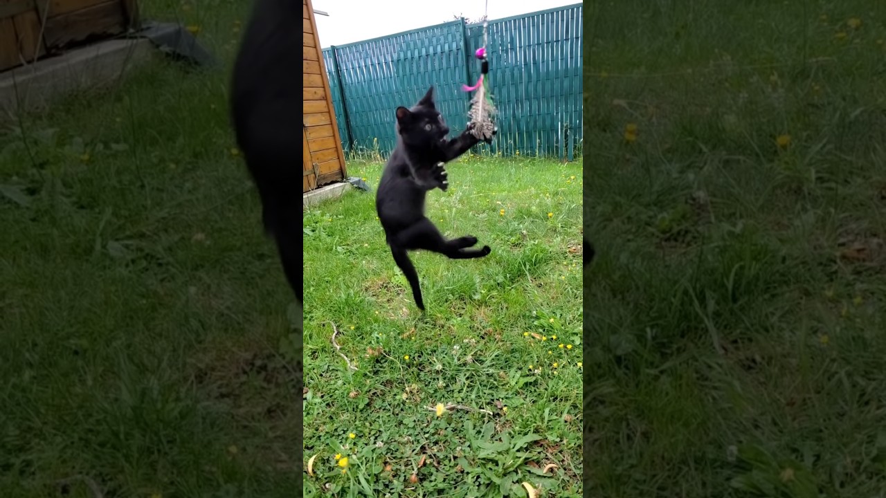 Fierce Mini Panther 😼🦇🐈&zwj;⬛ #confuciusninjakitten #minipanther #cat #ninjacat #blackcat