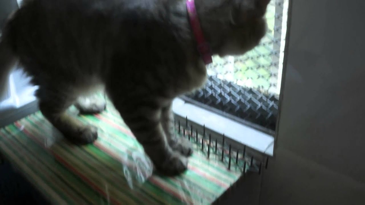 1408 07 - DAISO cat repellent review - 00000 00001