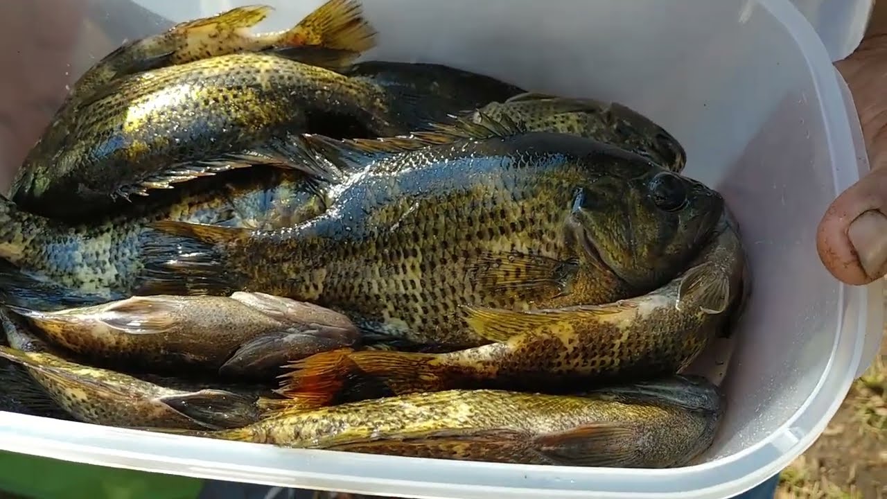 Discover Ontario Ep:  ALGONQUIN-ROCK LAKE PROVINCIAL PARK FISHING ROCK BASS/Ontario, Canada