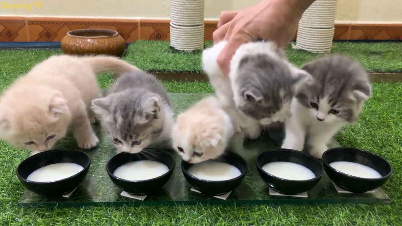 Kitten meal - Kitten drinking milk.