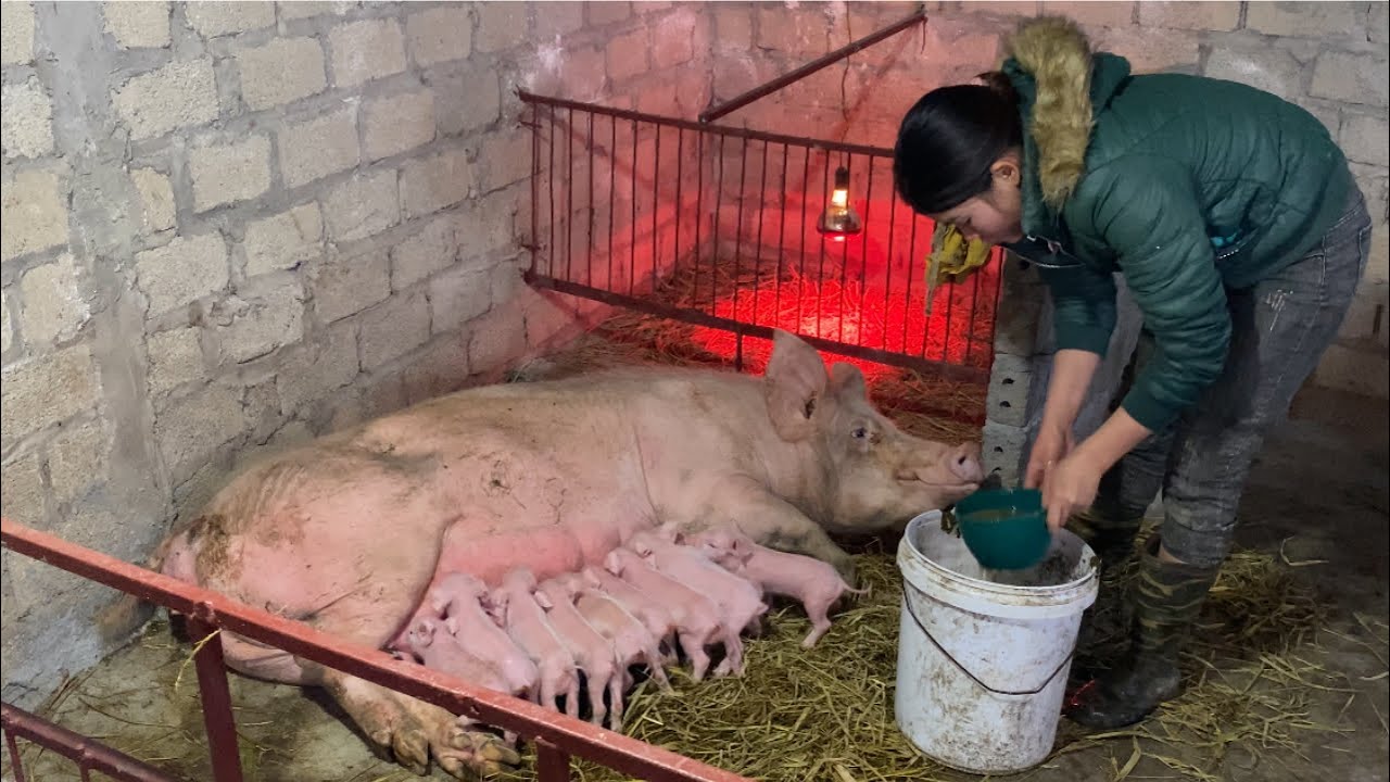 pig have 14 pigs /@ThoaRurallife  #25