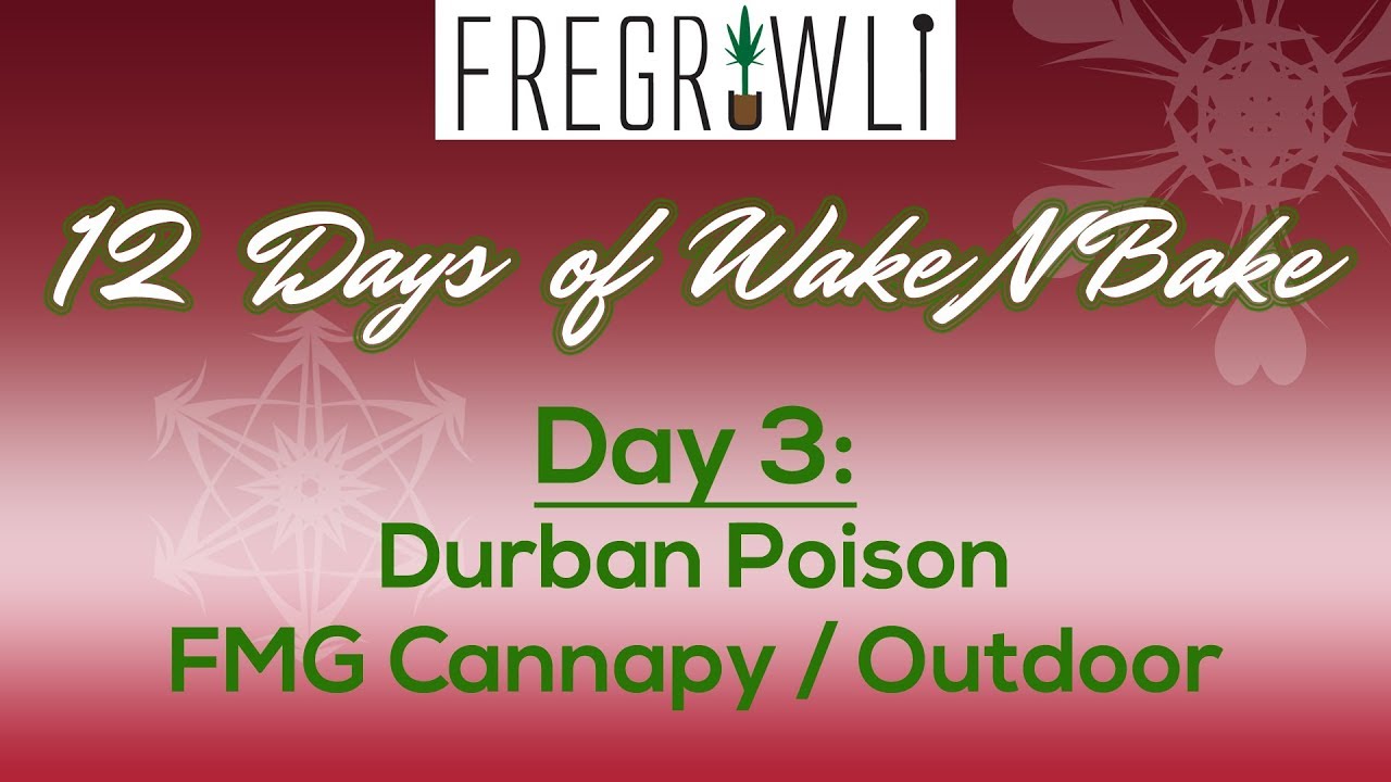 3rd Day of WakeNBake: Durban Poison from the FMG Cannapy/Outdoor
