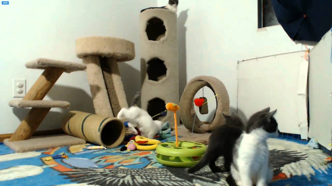 Looney Tunes Kittens - Marvin the Yo-Yo