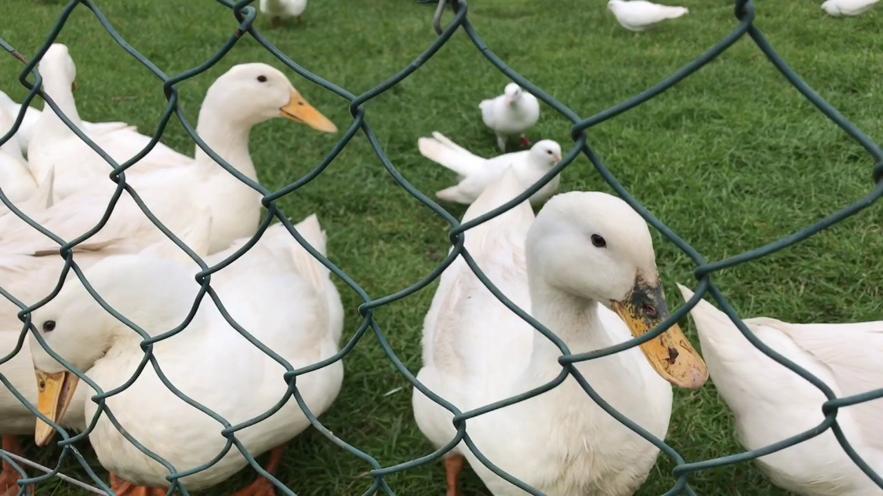 Fun with the animals of Newgrange Farm