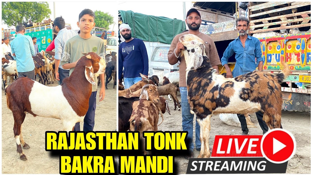 Rajasthan bakra mandi tonk goat market live update 20 august 2025 | #tonkbakramandi #tonkgoatmarket 