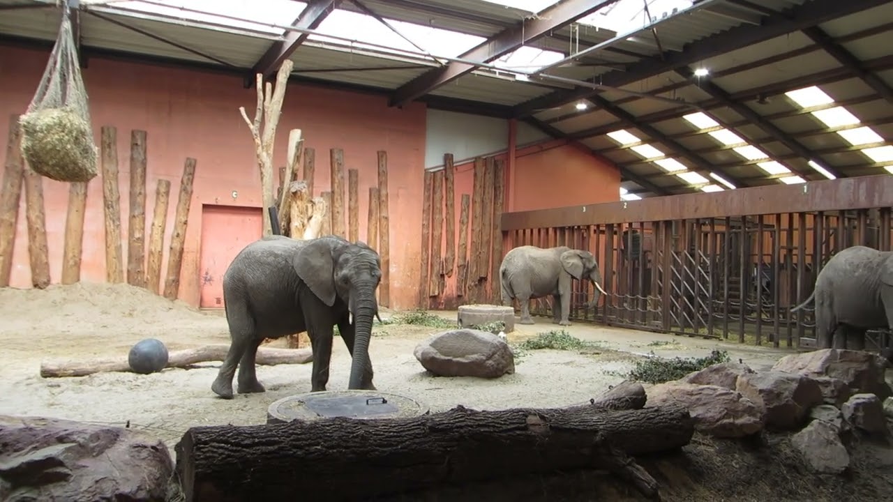EEG Afrikanischer Elefant, Zoo Beekse Bergen, NL, 25. Juni 2025, Teile der Familiengruppe im Haus.