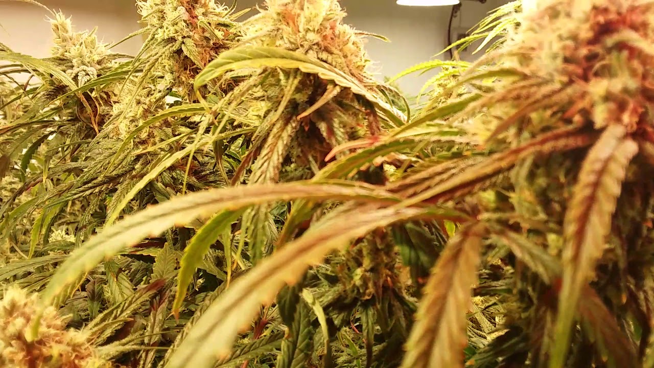 Alien Orange Congolese day 57 of flower
