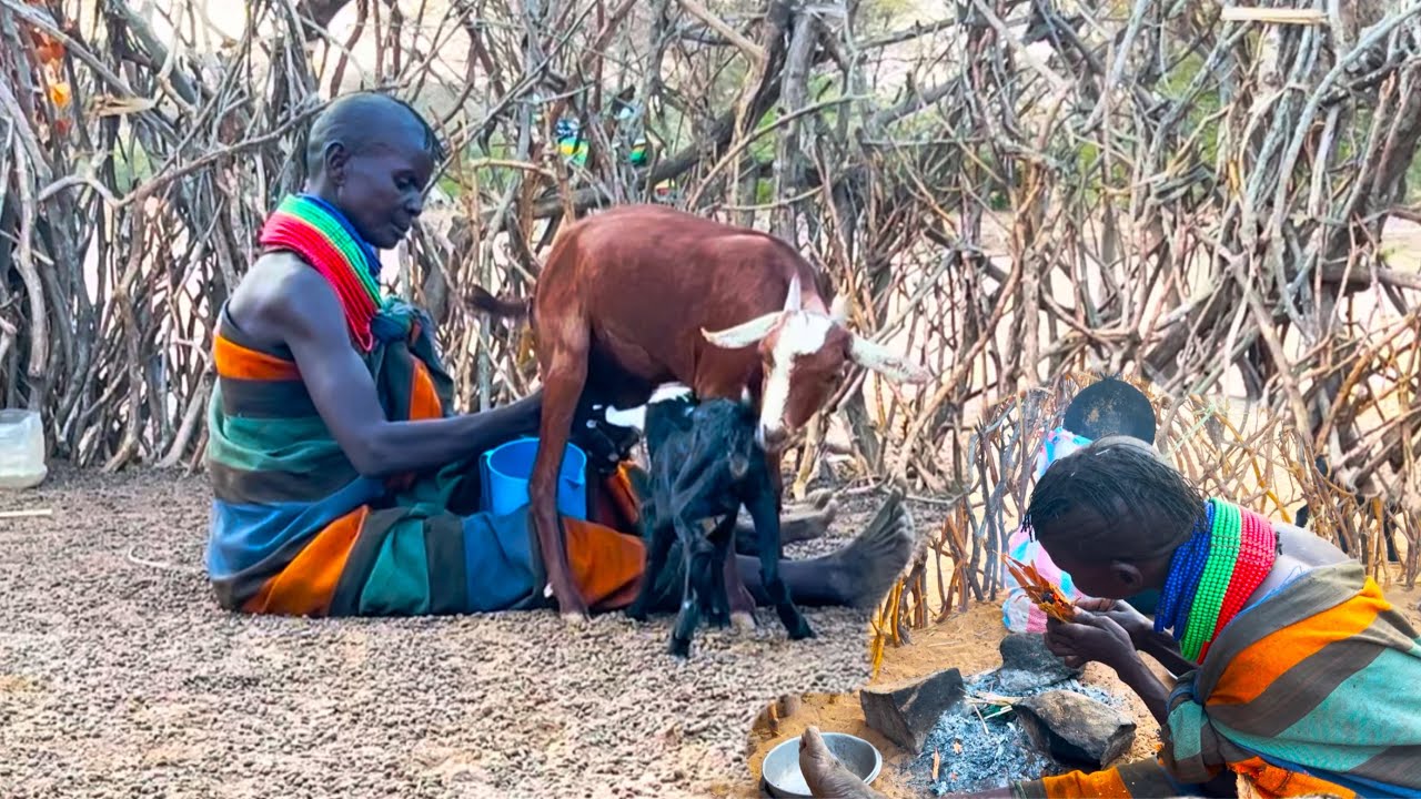 African Village Life|Evening Routine Of A Polygamous Family in Turkana|Milking Goats And Cooking!