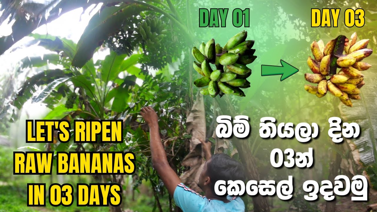 How to ripen raw banana easily at home 🍌| දවස් 3න් කෙසෙල් ඉදවමු 🍌