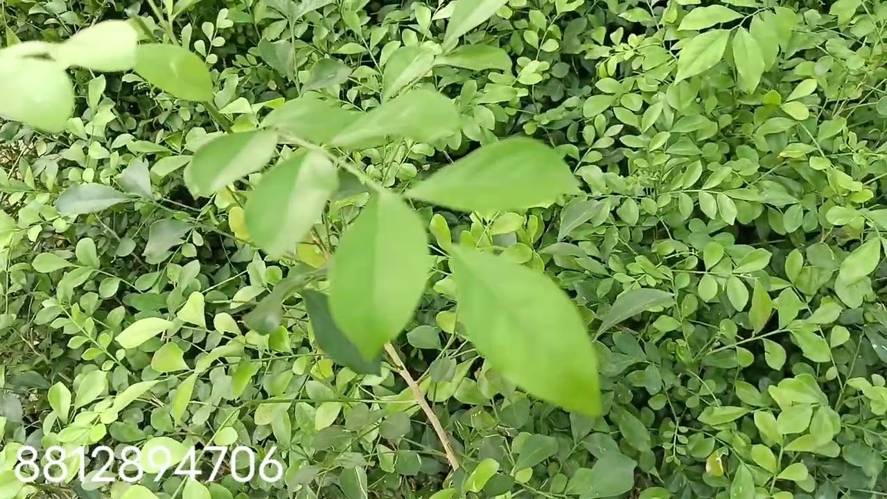madhu kamini plants #murraya . #decoration #tree . live plants.
