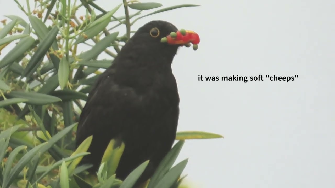 blackbird calling for babies?