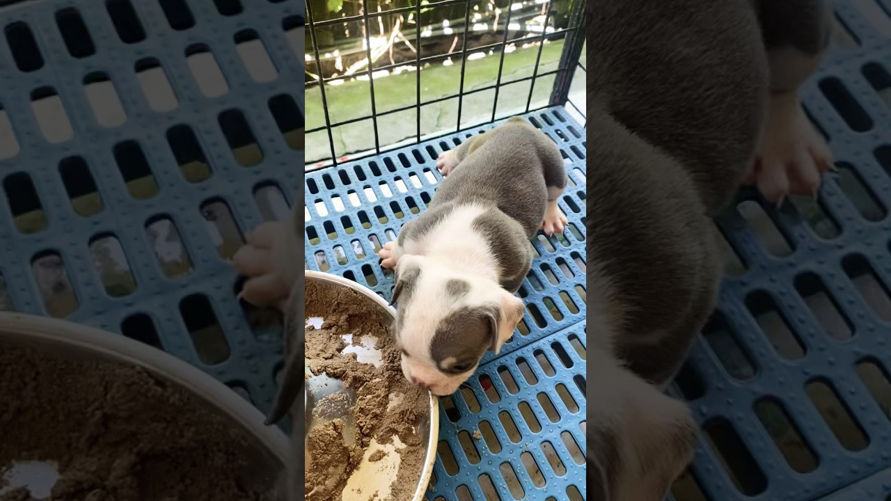 Puppies soft food transition #exoticbullypuppy