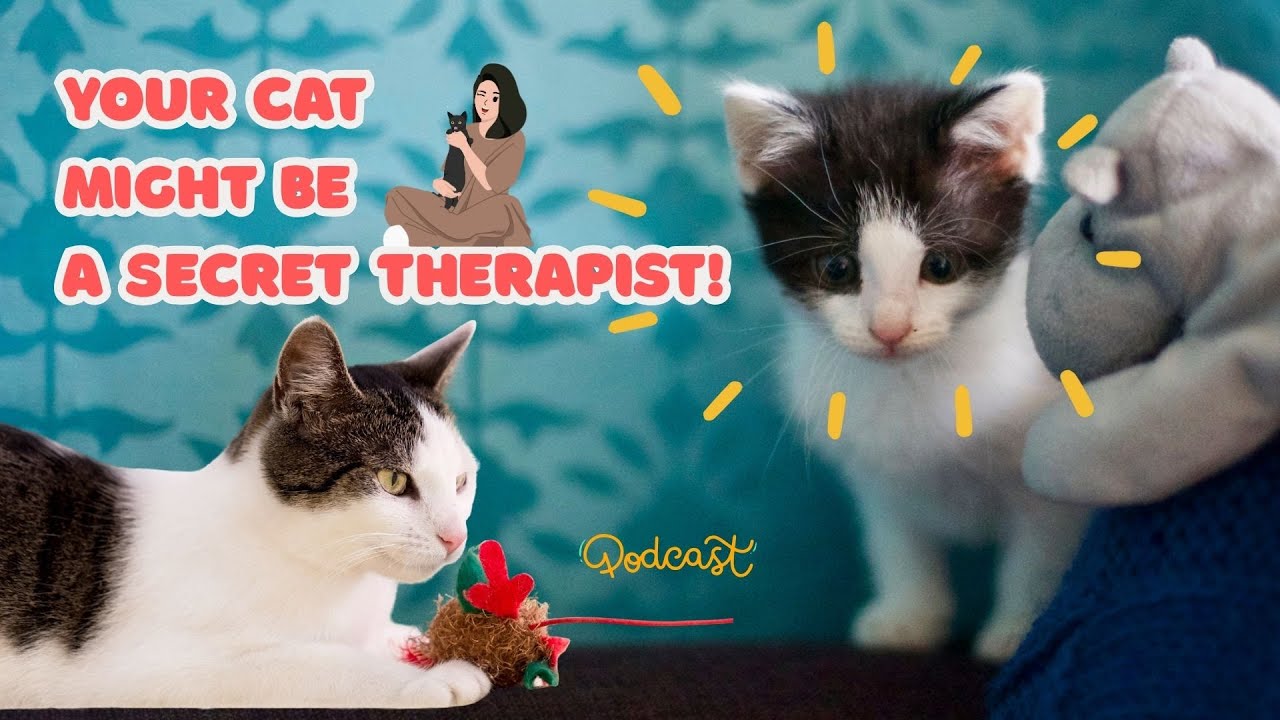 🐱Therapy Cats Are Real—and Yours Could Be One!