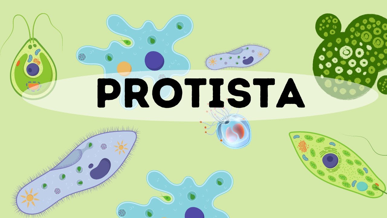 Kingdom Protista