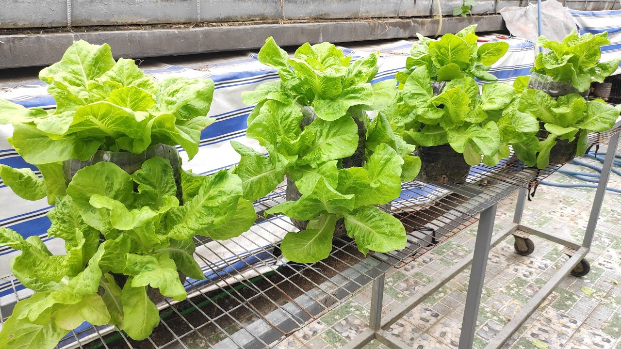 Thiết kế Bình cũ 5lít trồng Rau Xà Lách , một bình trồng được 5 cây nhìn là mê | Khoa Hien 464
