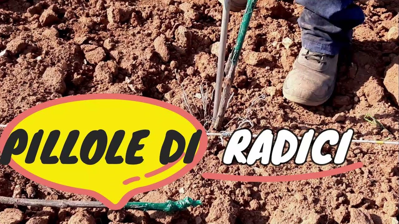 TRAPIANTO A FORCHETTA O A MACCHINA: Orientamento delle radici nel terreno.