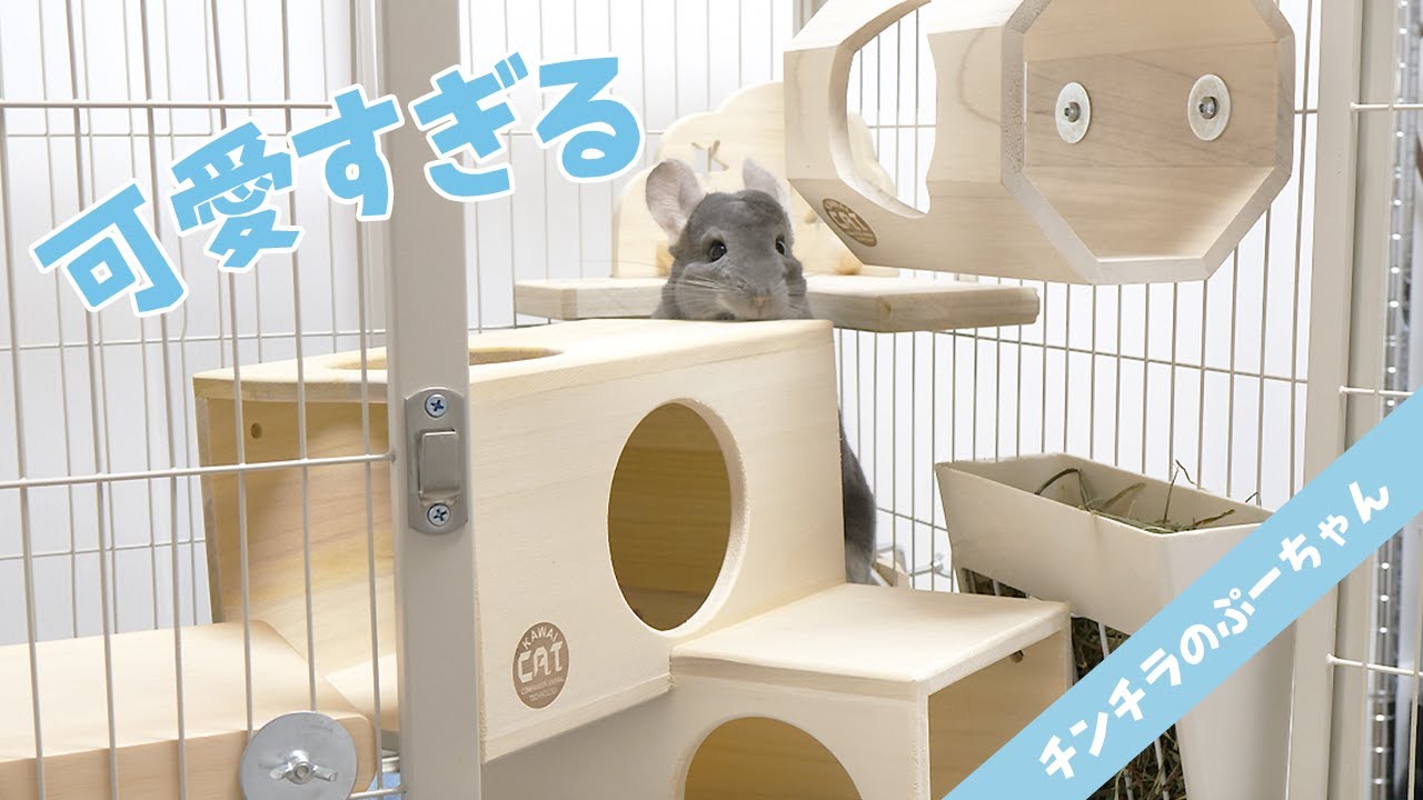 こういうのが欲しかった！チンチラ専用シリーズ「CHILLAっと」がどれも可愛すぎる！