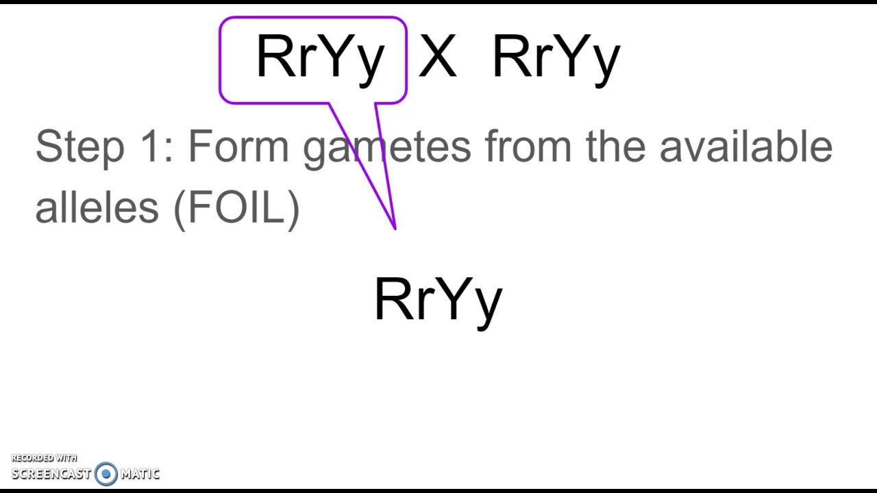 How to determine gametes for a dihybrid cross