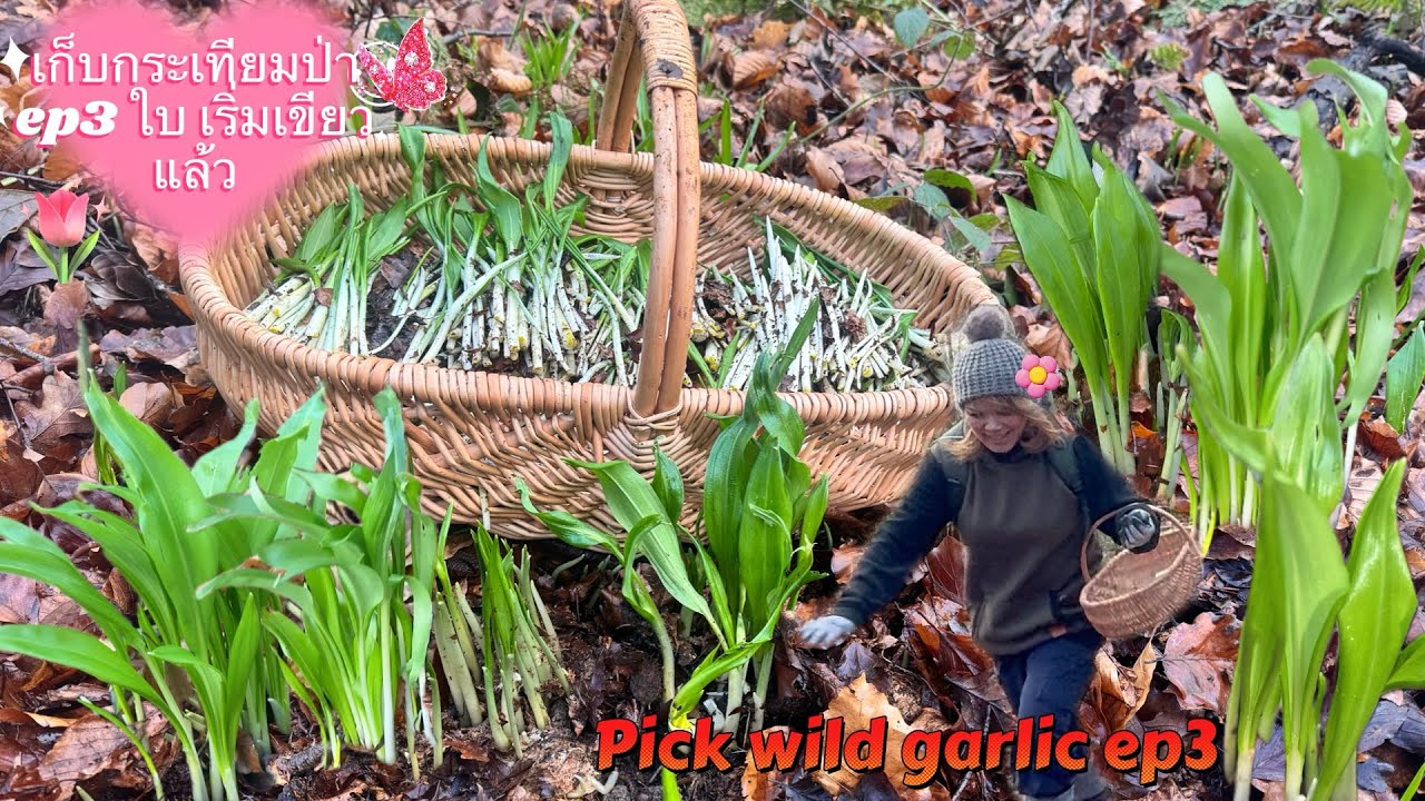 เก็บกระเทียมป่าอังกฤษ2026ep3 โตเร็วมาก‼️ใบ🌱เขียวแล้ว-อ่อนสุดๆ‼️- young wild garlic so delicious 🌱‼️