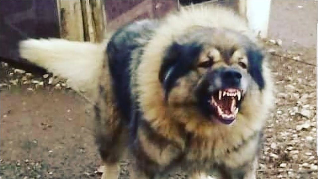 Sarplaninac VS  Huge Tornjak