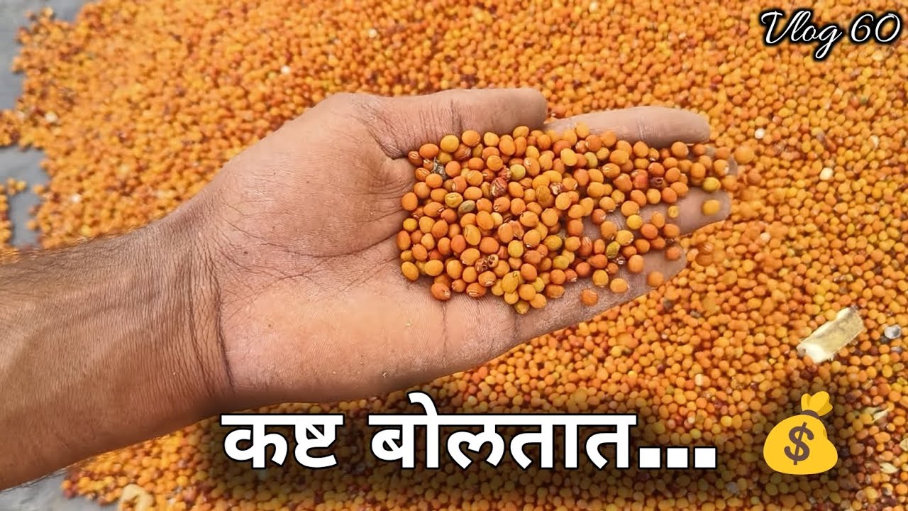 कष्ट बोलतात… हातात माल आहे! | Real Ground Reality Vlog | Vlog 60 | #तूर 