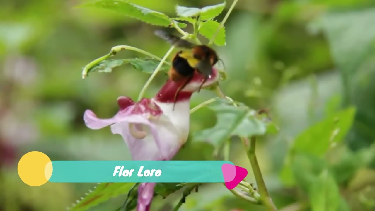 Las Flores con formas extra&ntilde;as m&aacute;s incre&iacute;bles del mundo