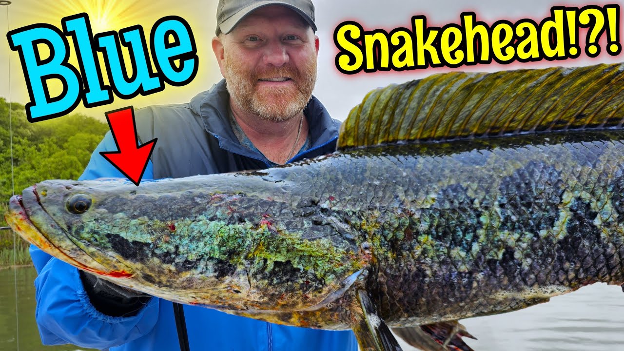 CRAZY Colored Snakehead Caught Fishing NEW RIVER System!