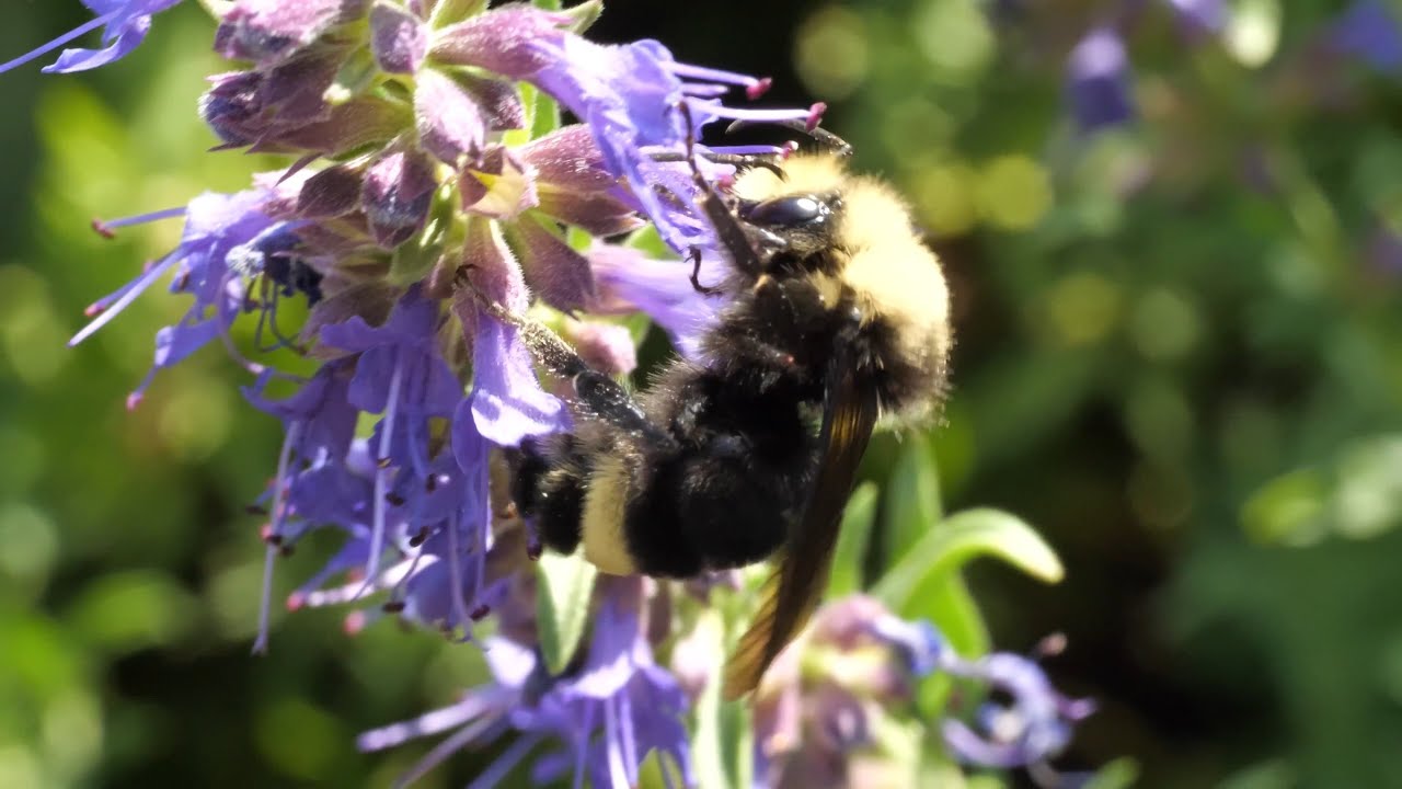 Purge me with hyssop
