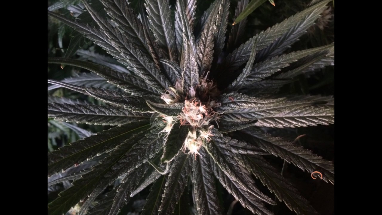 1,2,3...Grow - 11.5oz Harvest